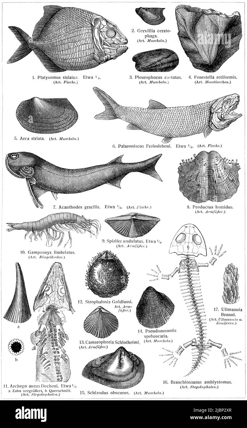 Fossils of fish, molluscs and amphibians. Publication of the book 'Meyers Konversations-Lexikon', Volume 2, Leipzig, Germany, 1910 Stock Photo