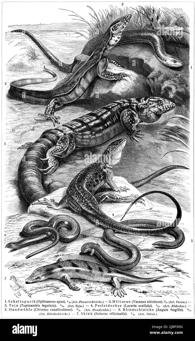 Various lizards (Lacertidae). Publication of the book 'Meyers Konversations-Lexikon', Volume 2, Leipzig, Germany, 1910 Stock Photo