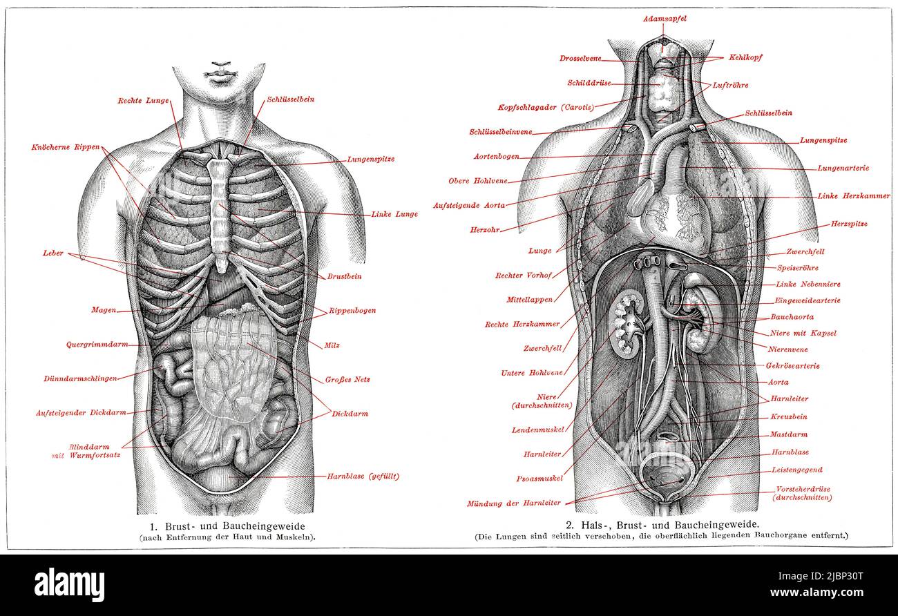 Human internal organs. Publication of the book 'Meyers Konversations-Lexikon', Volume 2, Leipzig, Germany, 1910 Stock Photo