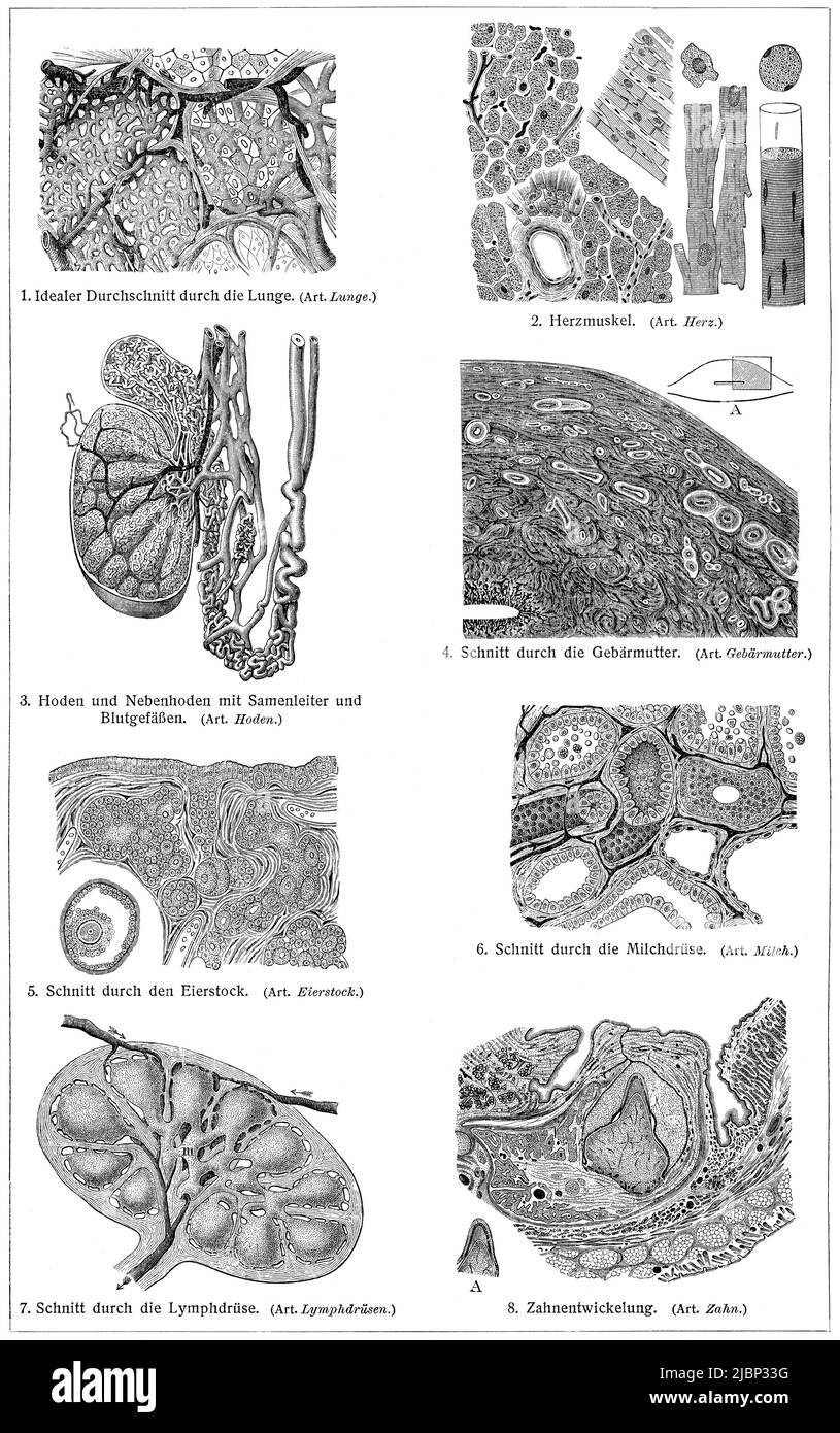 Cross section of human internal organs. Publication of the book 'Meyers Konversations-Lexikon', Volume 2, Leipzig, Germany, 1910 Stock Photo