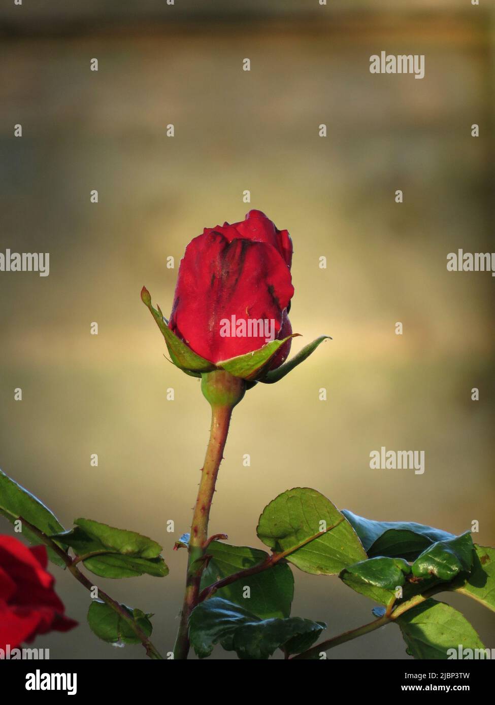 Single red rosebud on soft focus vignette background Stock Photo