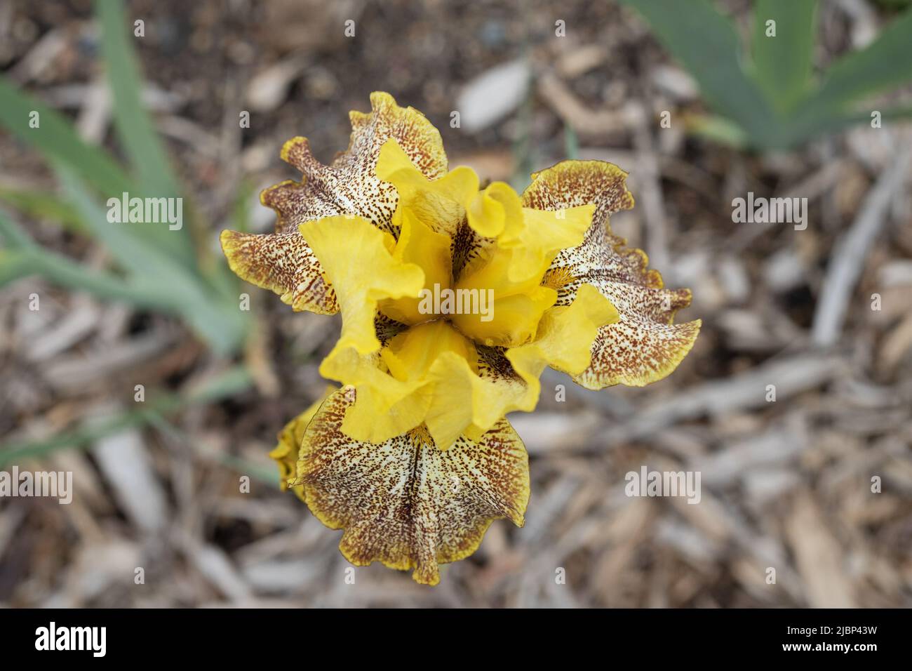 Bearded iris border hi-res stock photography and images - Alamy