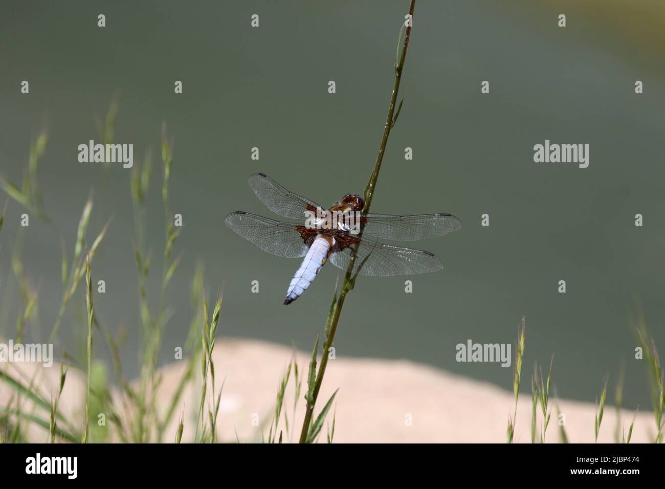 A male Broad-bodied chaser dragonfly. Stock Photo