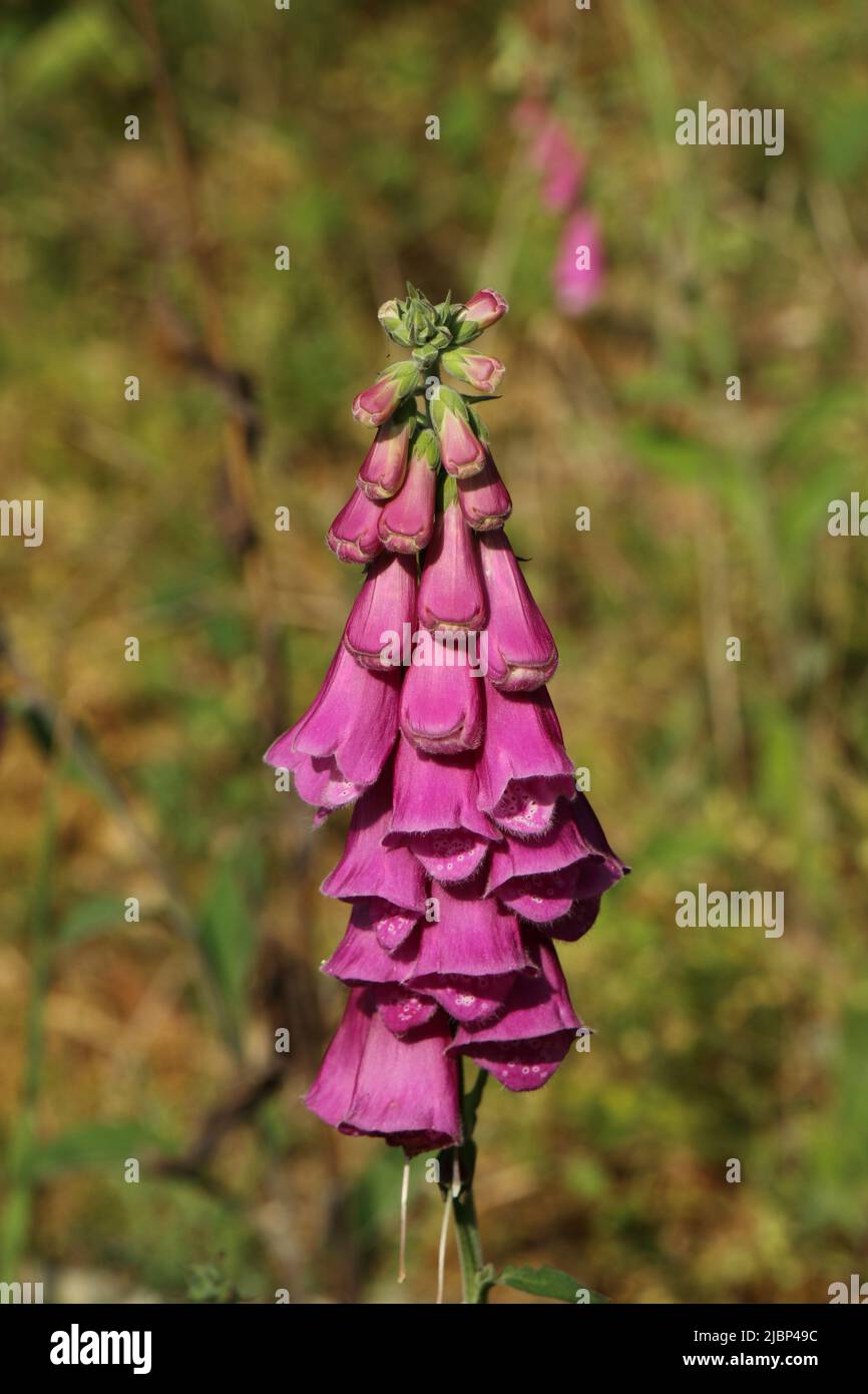 An isolated Foxglove on green background. Stock Photo
