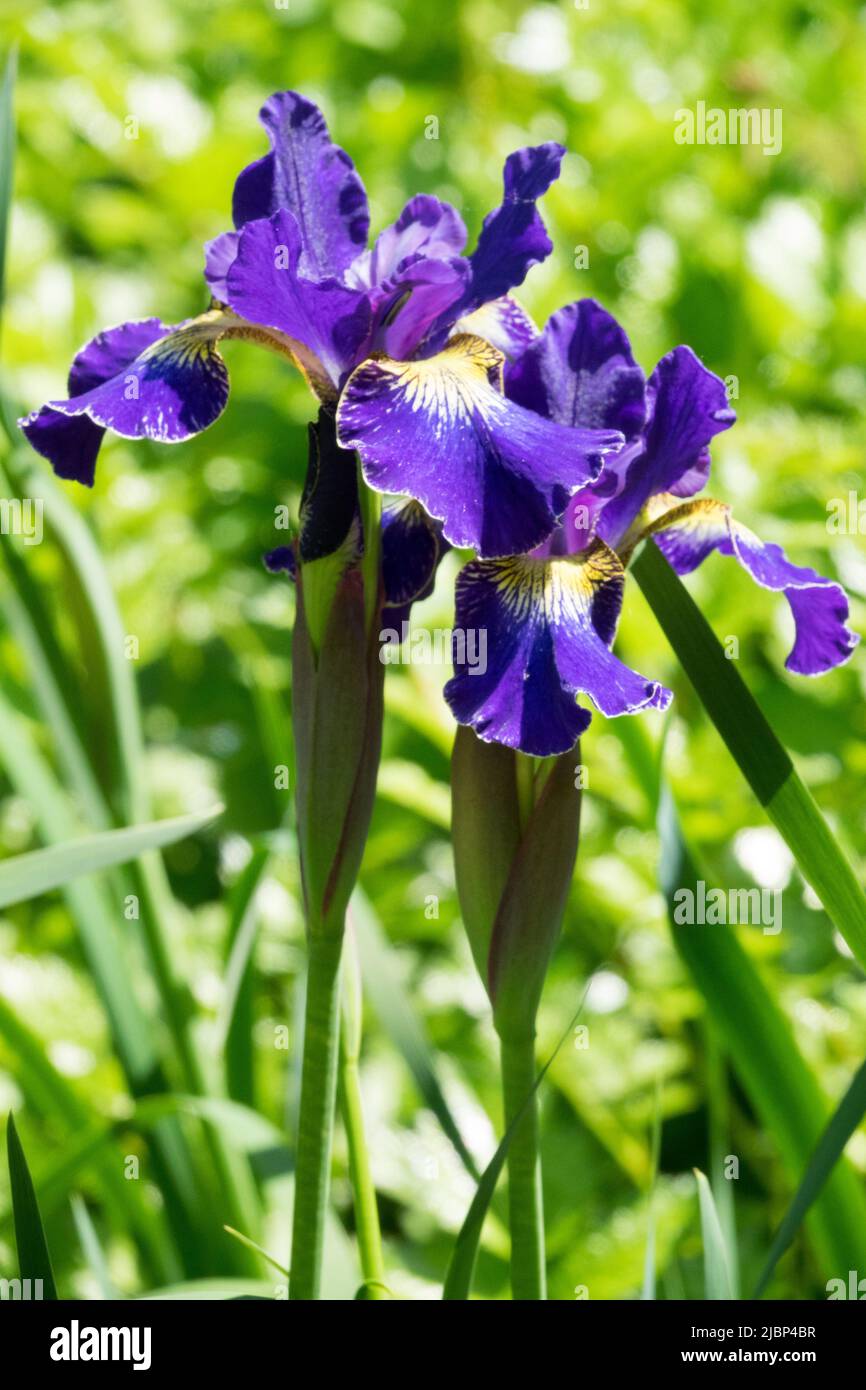 Siberian Iris "Blue King", Iris sibirica, Blue Iris Flower, Blooms In Garden Stock Photo