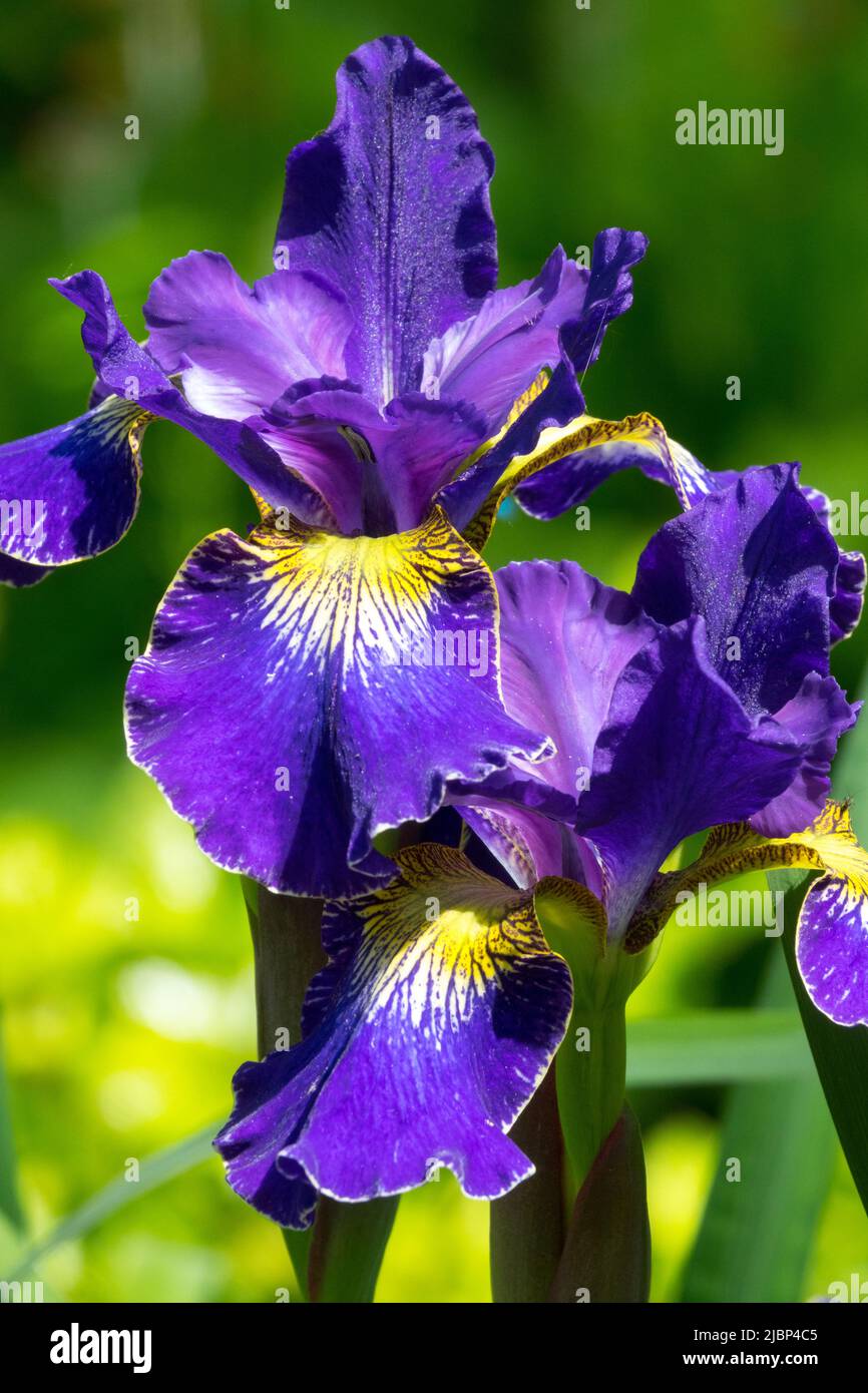 Siberian Iris "Blue King", Iris sibirica, Blue Iris Flower, Blooms In ...