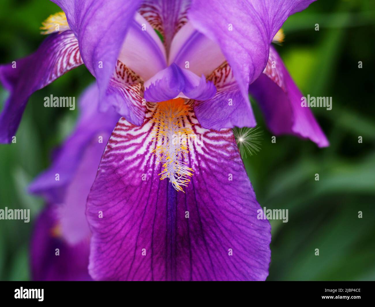 Elaborate purple flower of a bearded iris (Iris germanica) in a garden in Ottawa, Ontario, Canada. Stock Photo