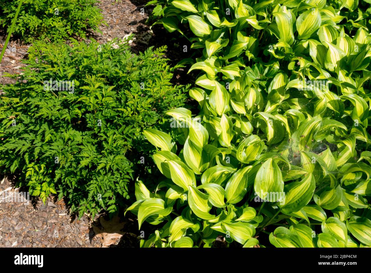 Aruncus 'Little Gem', Hosta 'Geisha', Plantain Lily, Hosta in Garden, Variegated Leaves, Perennials, Plants Stock Photo