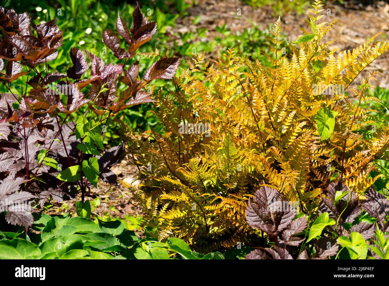 Dryopteris erythrosora, Japanese Shield Fern, Rusty, Leaves, Garden, Plant Stock Photo