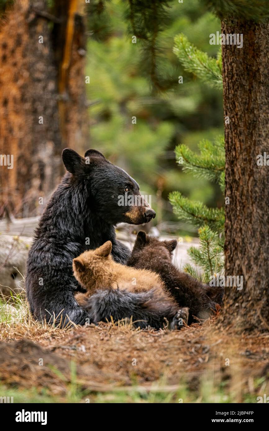 Black Bear Nursing Cubs Stock Photo
