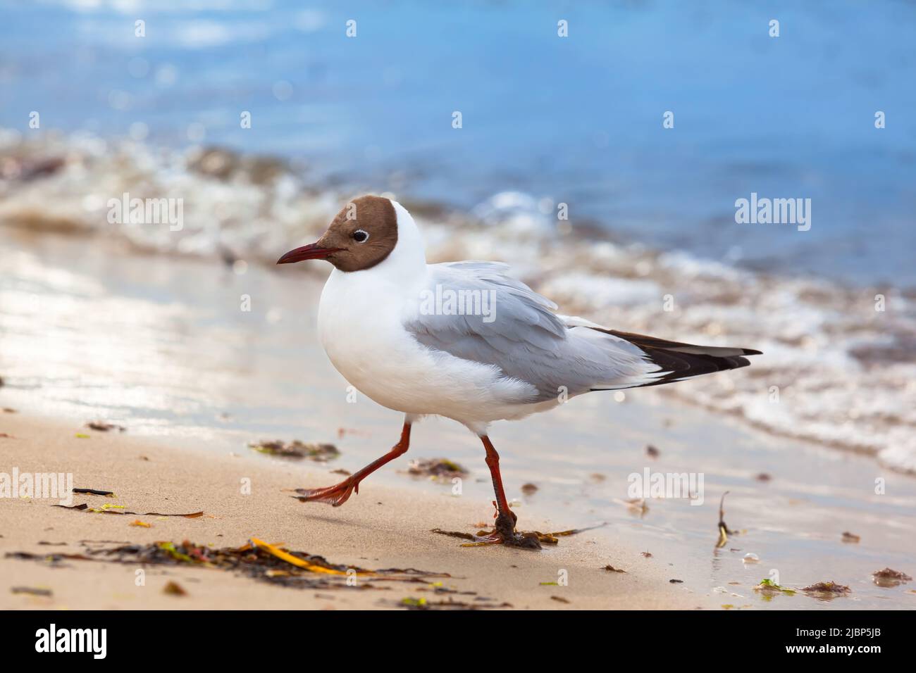 Seagull walk hurry at beach shore Stock Photo