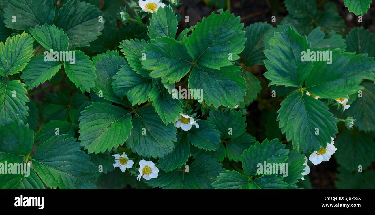 Strawberry bush with green leaves and white flowers in vegetable garden ...