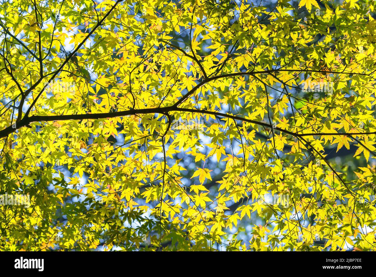 Natural background depicting a branch of Japanese momiji maple tree in autumn with yellow leaves and foliages all over illuminated by a backlight sun Stock Photo