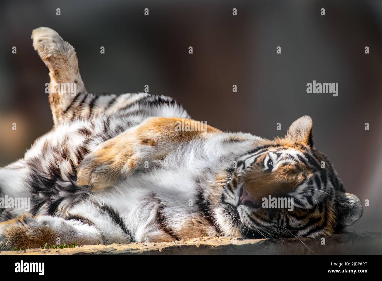 Tiger (Panthera tigris) with dark stripes on orange fur with a white  underside peacefully laying on back. Close view with blurred background.  Wild ani Stock Photo - Alamy