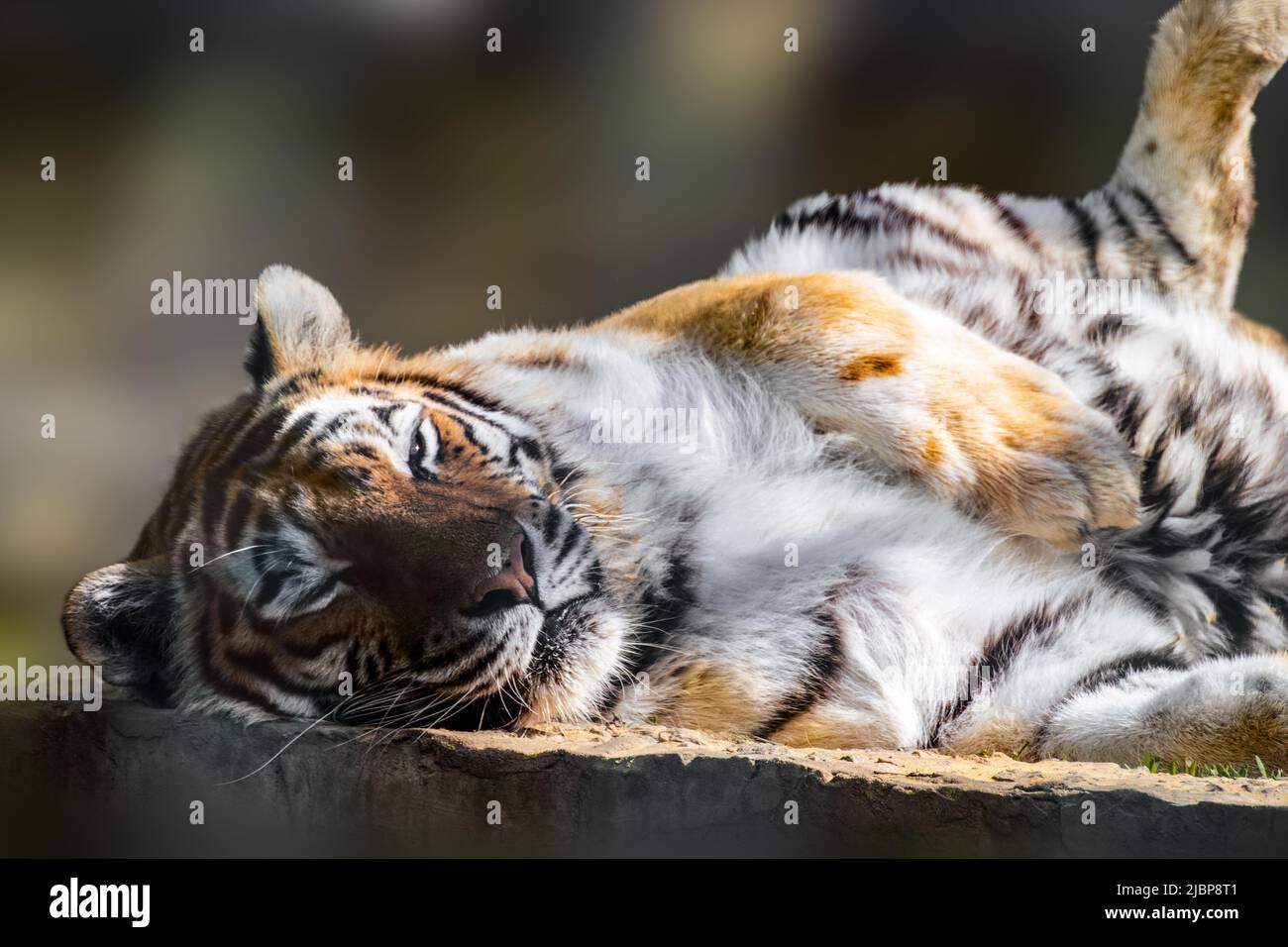 Tiger (Panthera tigris) with stripes on orange fur with a white underside peacefully laying on stone. Close view with blurred background. Wild animal, Stock Photo