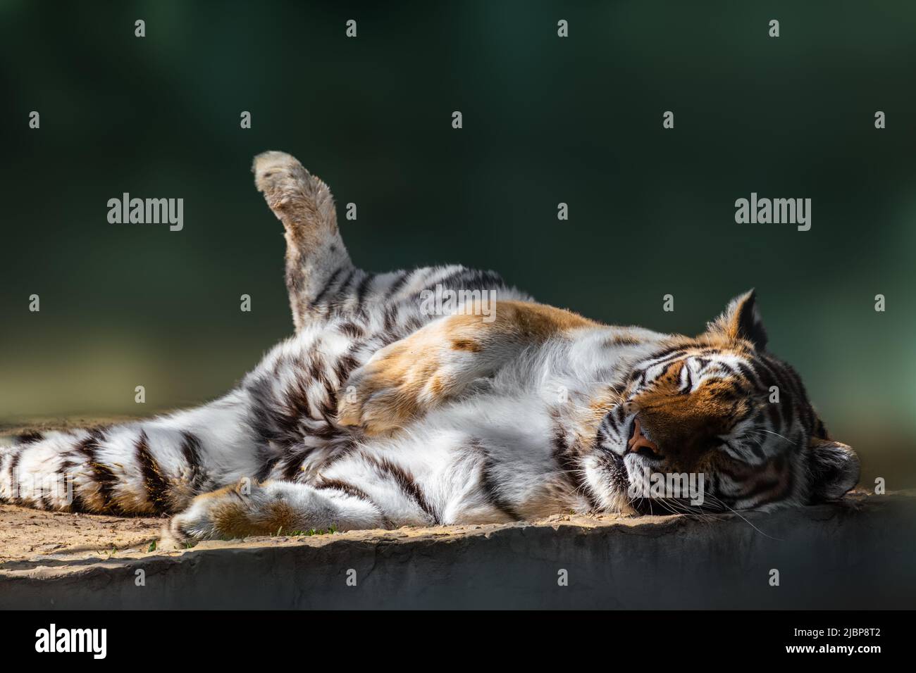 Tiger (Panthera tigris) with dark stripes on orange fur with a white underside peacefully sleeping. Close view with blurred green background. Wild ani Stock Photo
