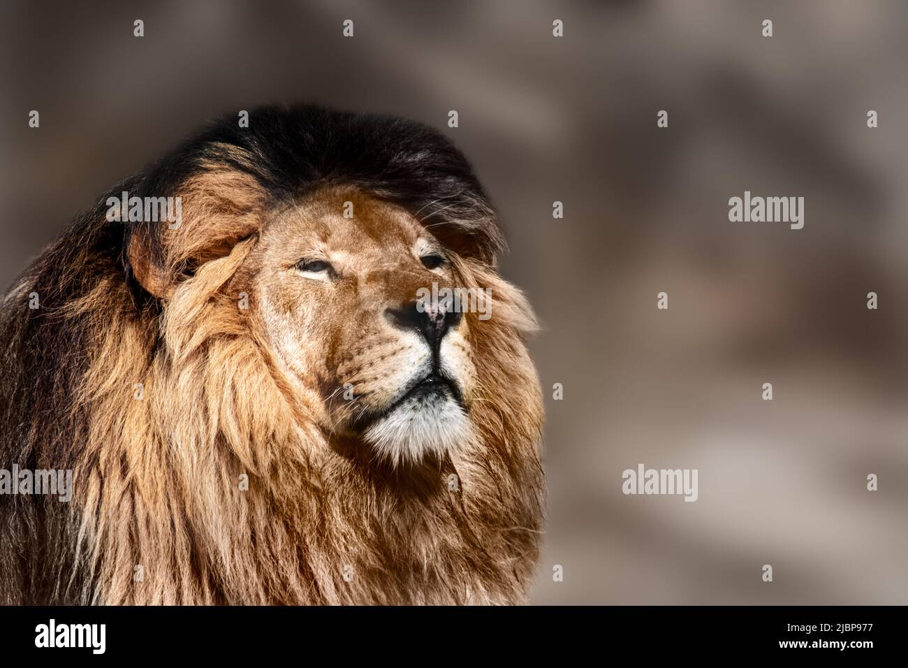 Lion powerful portrait, looking right isolated close-up with blurred background. Wild animals, big carnivore cat Stock Photo