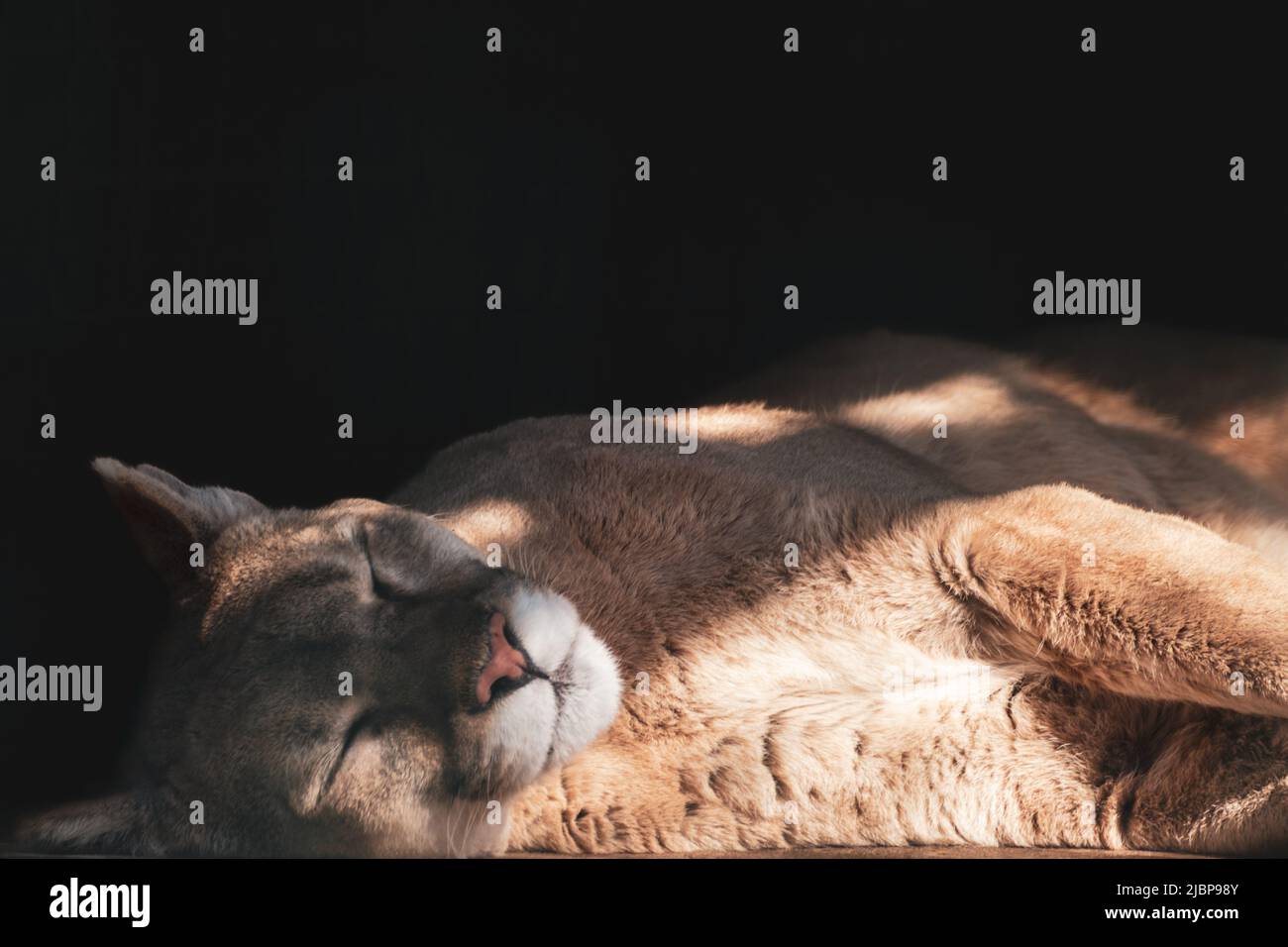 Cougar isolated hi-res stock photography and images - Alamy