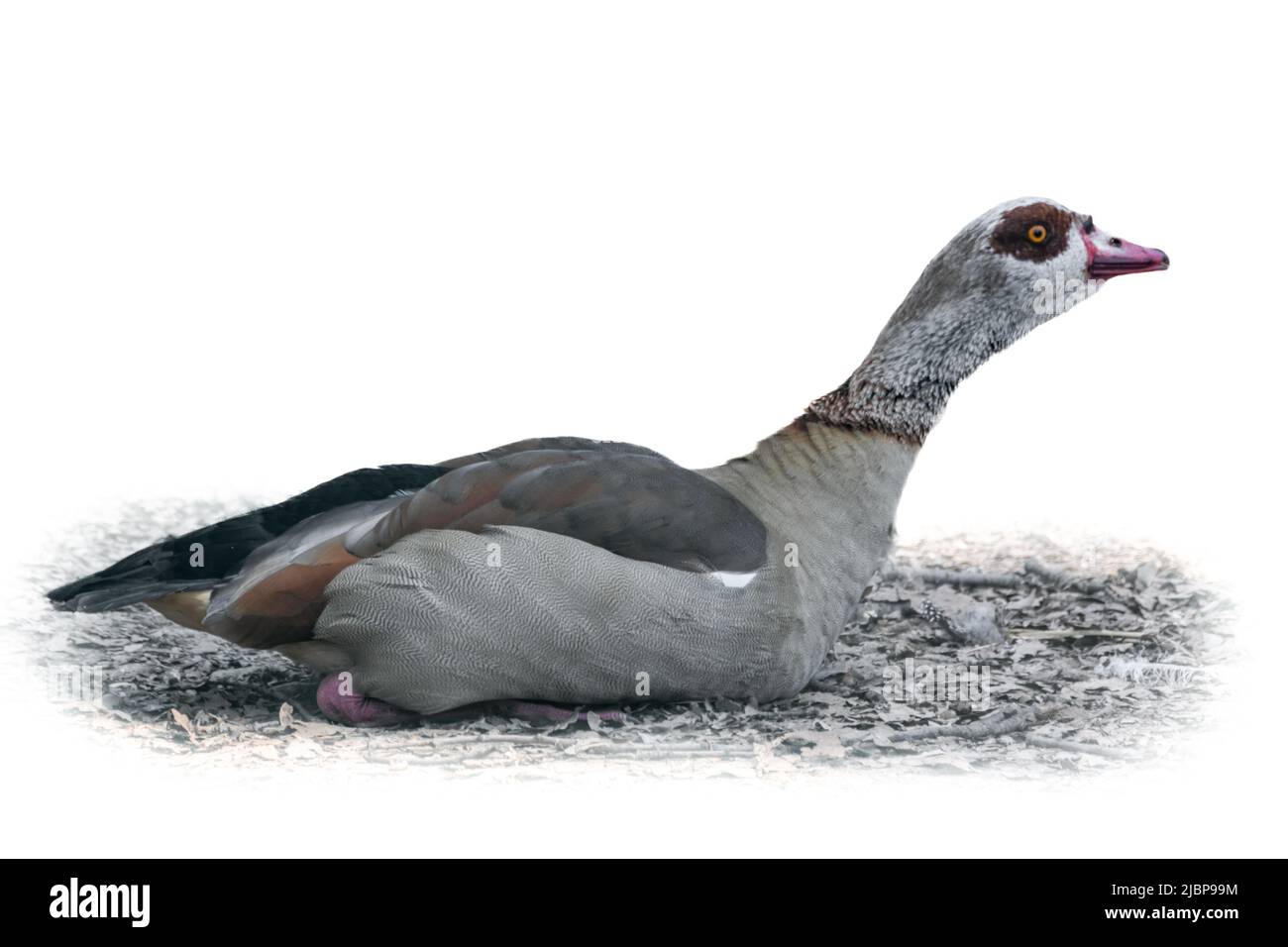 Egyptian goose (Alopochen aegyptiaca) a member of the duck, goose and swan family Anatidae, sacred by the Ancient Egyptians. Bird sitting isolated on Stock Photo