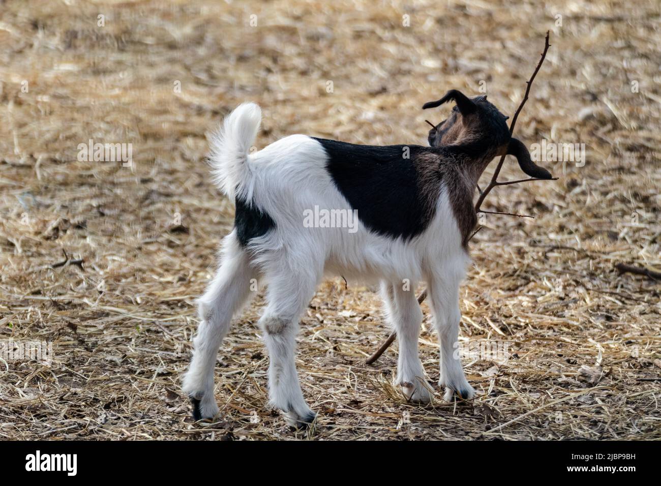 A cute colorful playful baby goat, kid playing with branches in hay on farm yard. Domestic animals breeding Stock Photo
