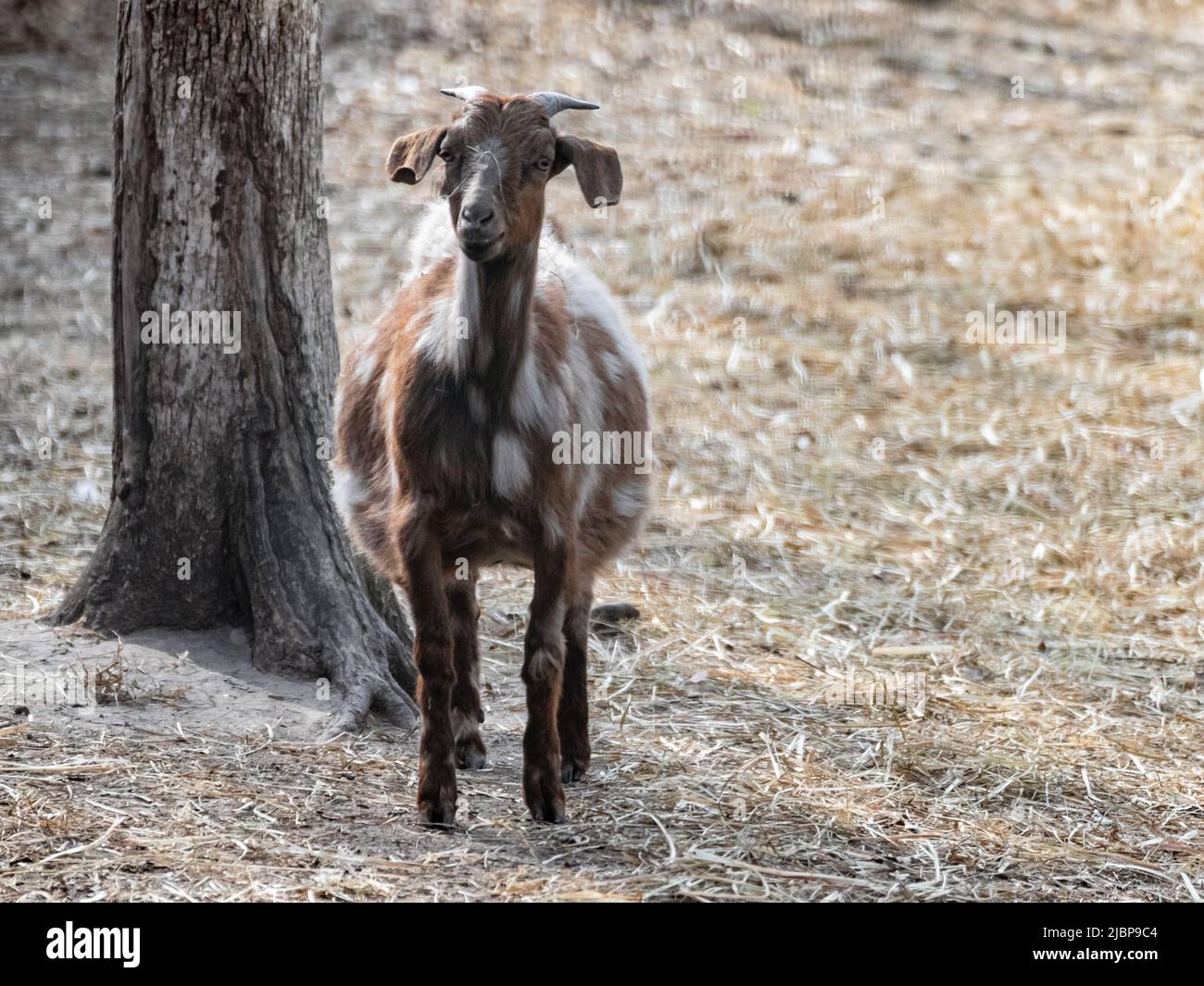 Cute dappled brown goat standing on hay on farm yard. Domestic animals breeding Stock Photo