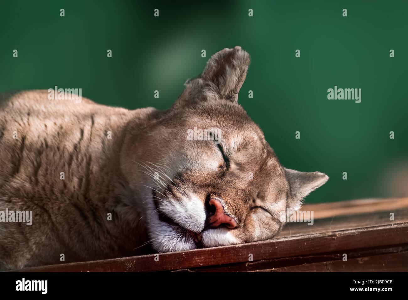 Wild puma sleeping hi-res stock photography and images - Alamy