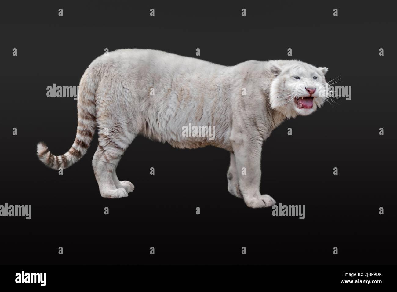 White young tiger (Panthera tigris) with pink nose and long whiskers,  standing. Isolated on black background. Wild animals, big cat Stock Photo -  Alamy