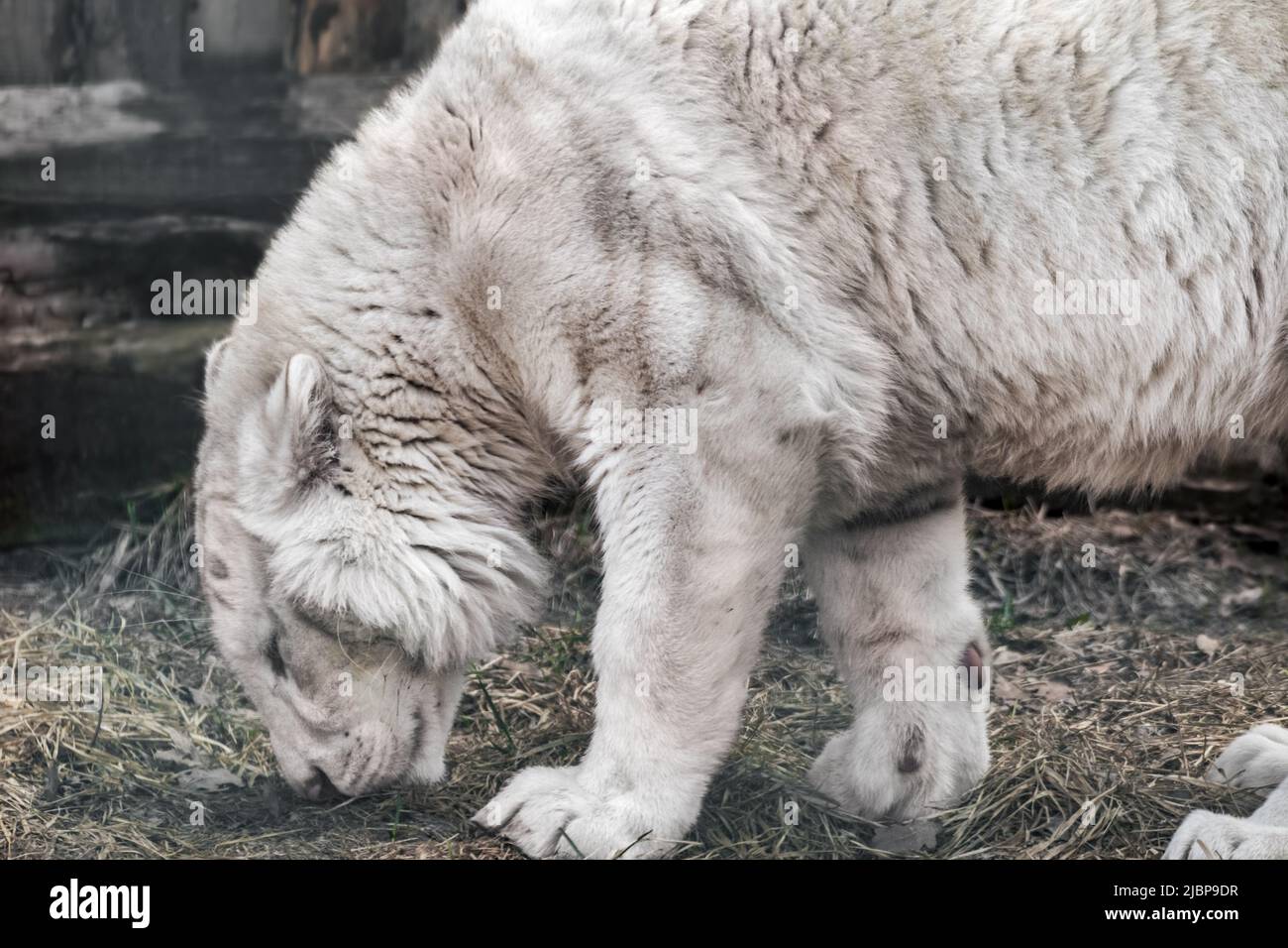 White young tiger (Panthera tigris) standing and sniffing dry grass on ground. Close view with blurred natural background. Wild animals, big cat Stock Photo