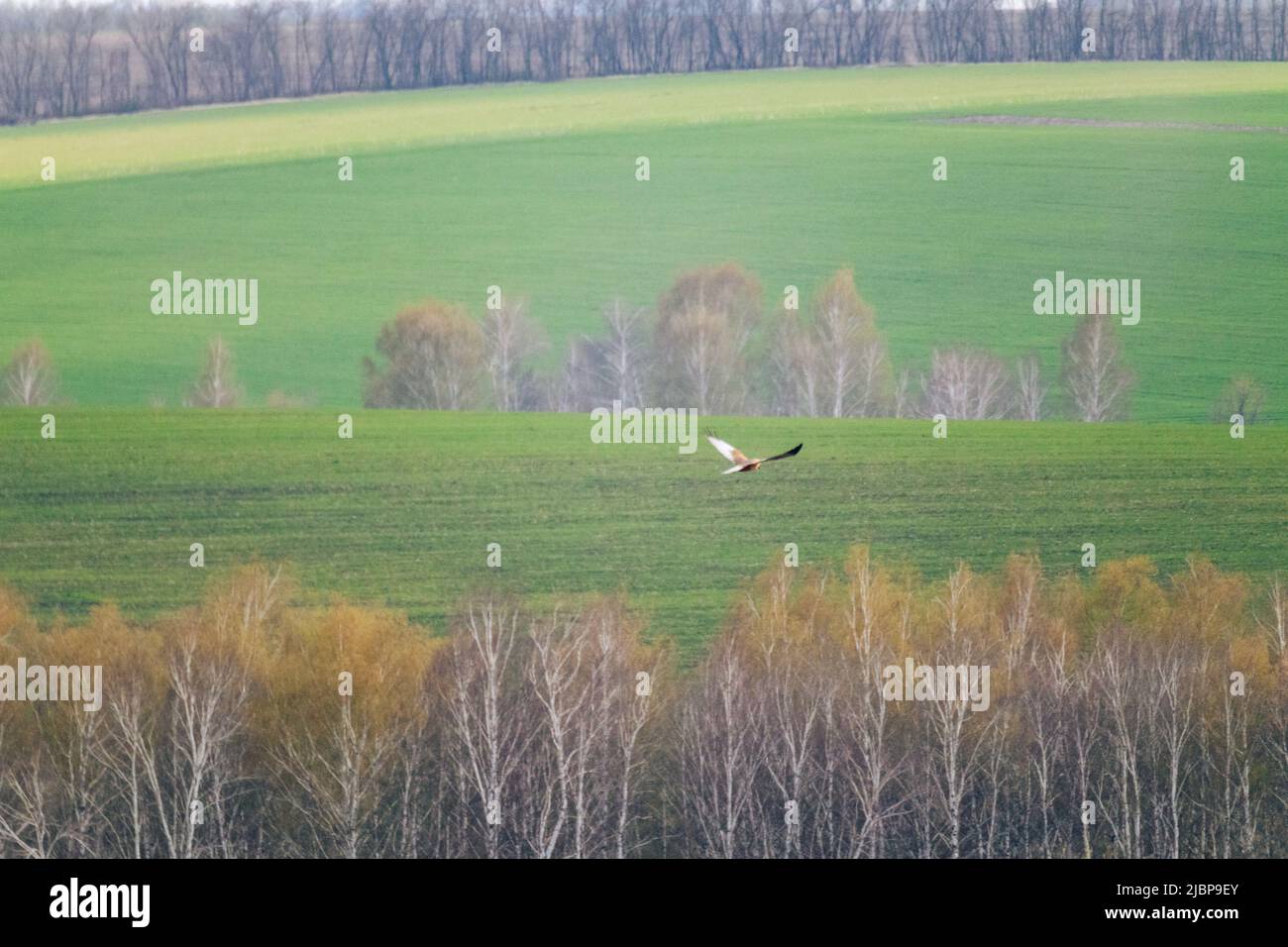 Wild hawk bird flying above young green and cultivated spring fields. Rural landscape with nice scenery Stock Photo