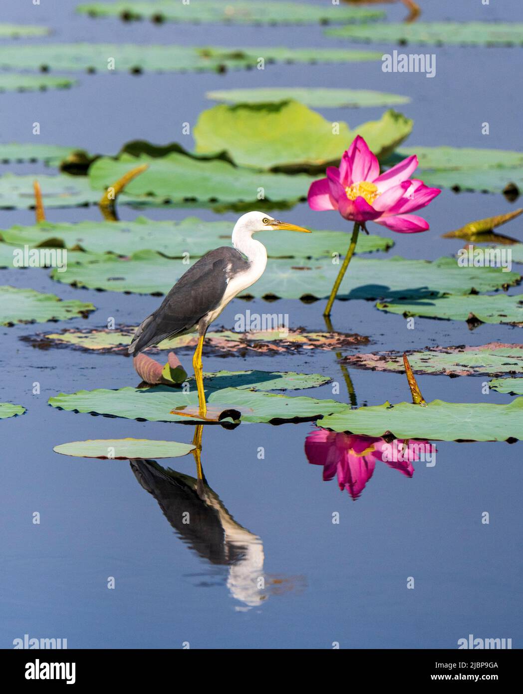 Immature Pied Heron (Ardea picata) standing in front of a pink Lotus flower, Fogg Dam, near Darwin, Northern Territory, NT, Australia Stock Photo