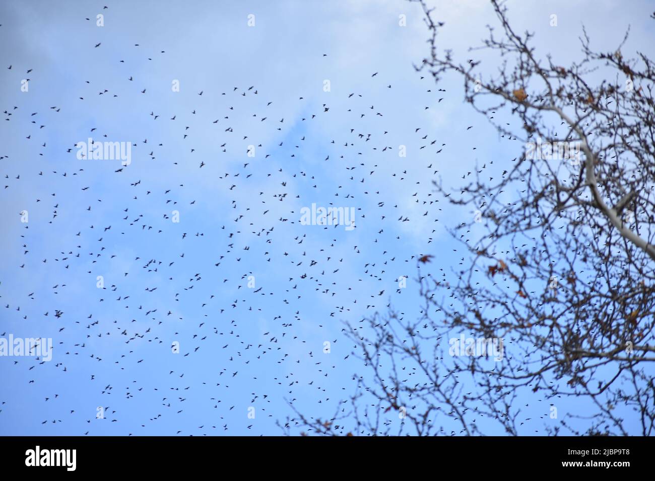 Wild flock flying in the sky Stock Photo