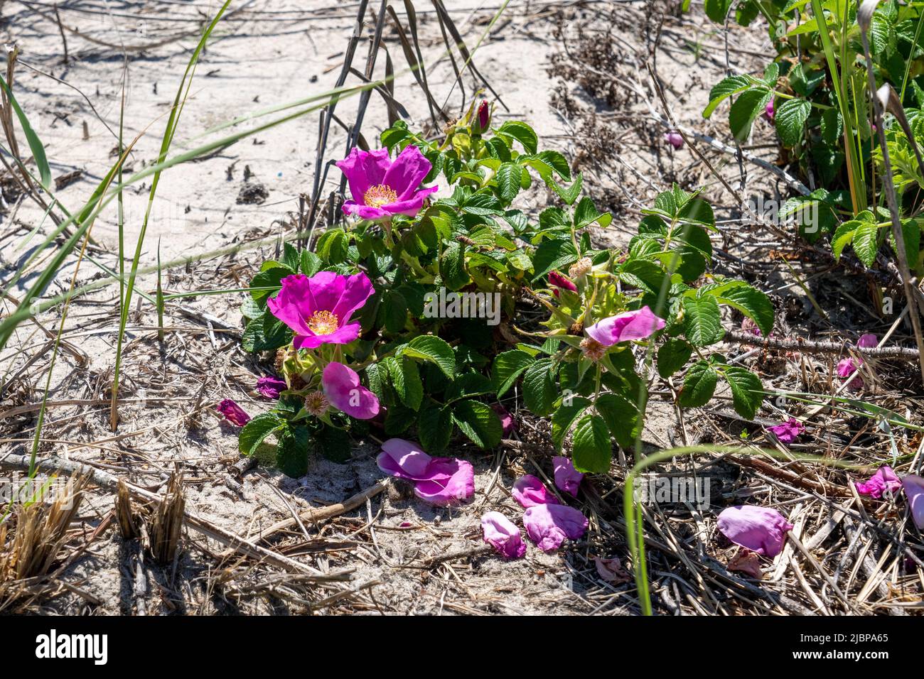 Beach rose or Rosa rugosa on a dune at the beach in Sea Isle City, New Jersey Stock Photo