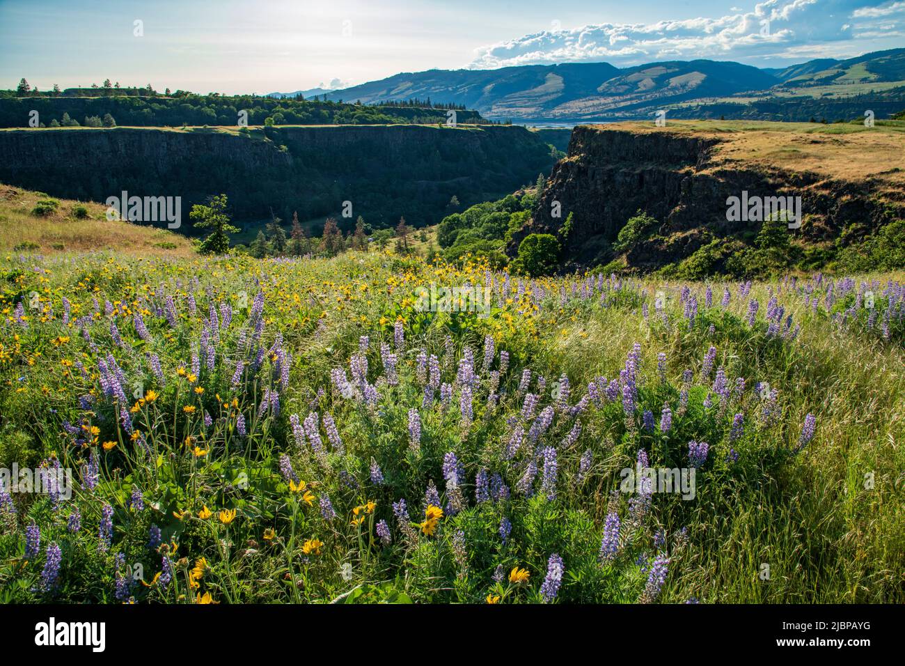 USA; Oregon; Columbia River Gorge; Rowena Plateau Loop; Stock Photo