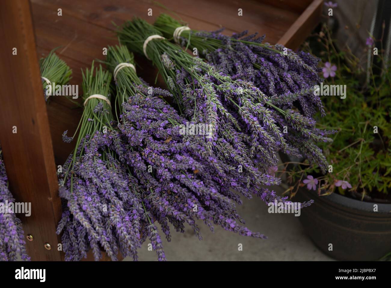 Bunches of Purple Lavender on Wood Shelf For Sale Stock Photo