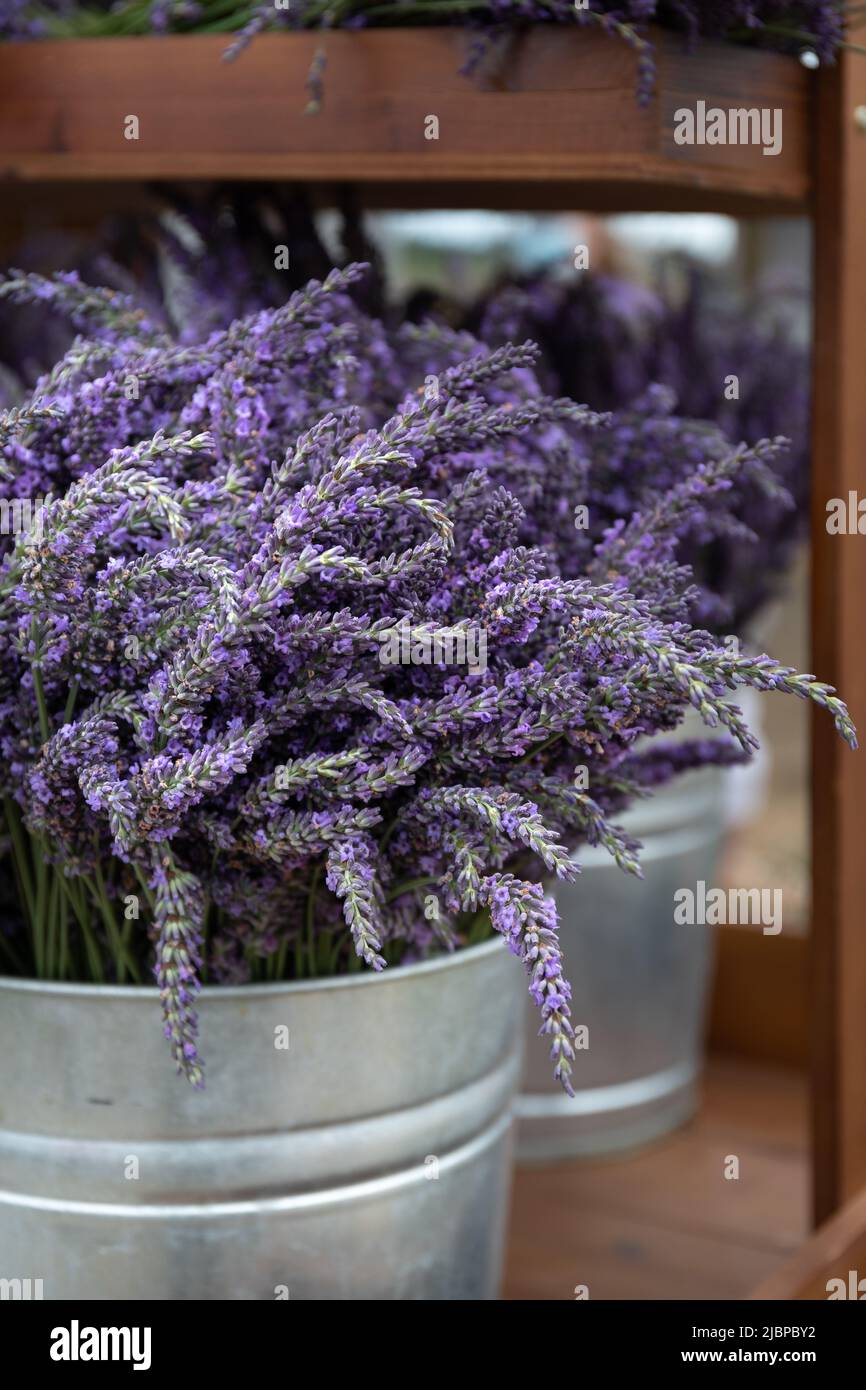 Metal Bucket with Bouquets of Purple Lavender For Sale Stock Photo