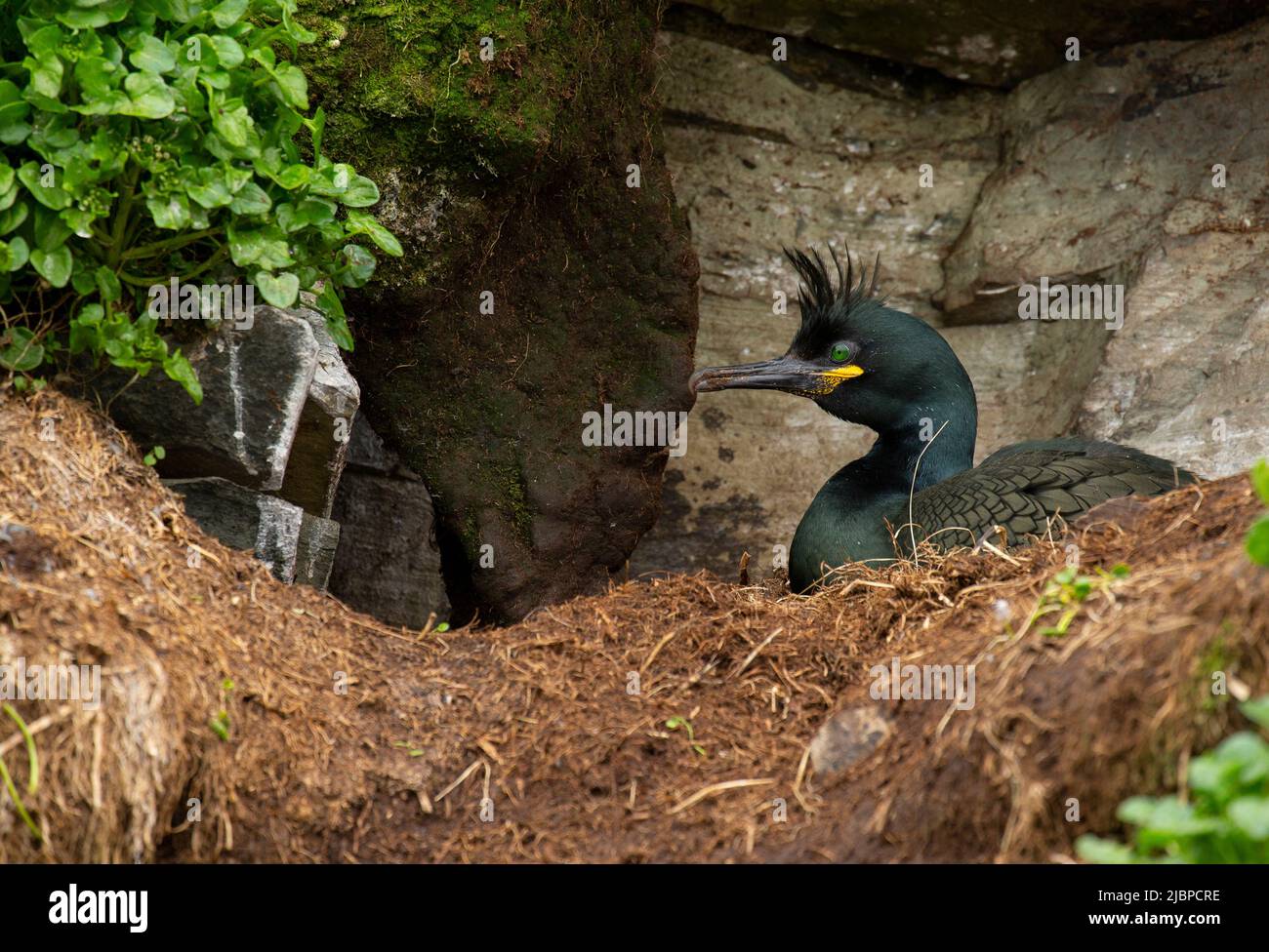 European Shag (Phalacrocorax aristotelis) on nest Stock Photo