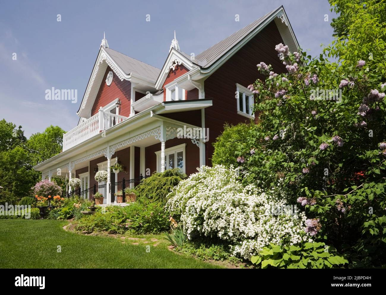Burgundy with white trim Victorian cottage style home bordered by Spiraea x vanhouttei 'Van Houtte' - Spirea, Syringa vulgaris - Lilac tree in spring. Stock Photo