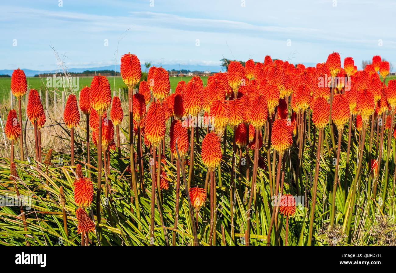 Red hot pokers flowers hires stock photography and images Alamy