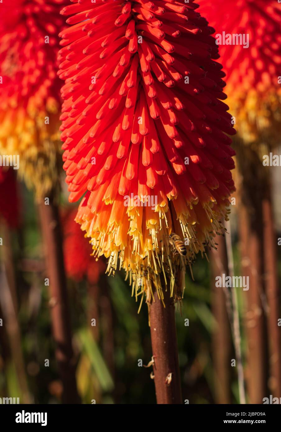 RED Hot Pokers with bright red over yellow. Road farm border, Foxton
