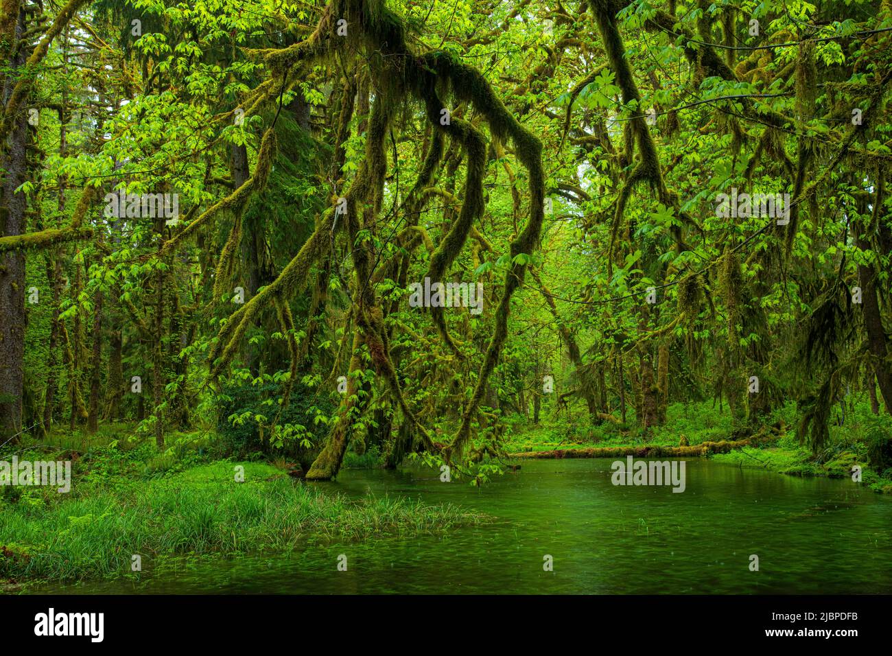 USA,Washington, Olympic Mational Park, Quinault Rain Forest, Maple Glade Rain Forest Trail Stock Photo