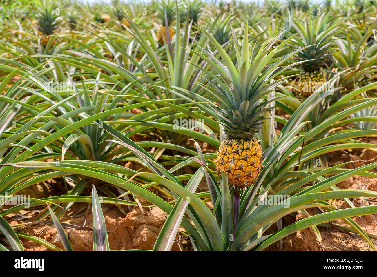 Fresh pineapples in the organic plantation farm Stock Photo
