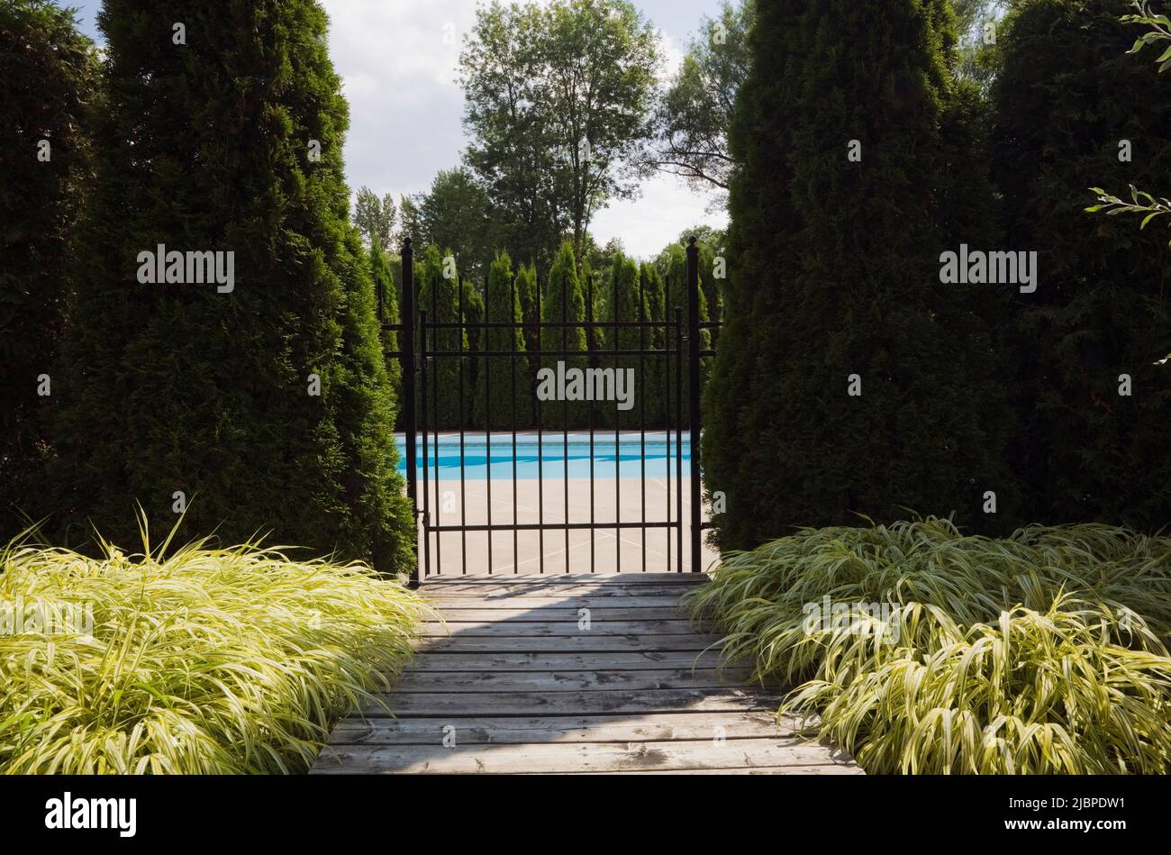 Wooden walkway leading to inground swimming pool surrounded by cedar tree hedge in backyard in summer. Stock Photo