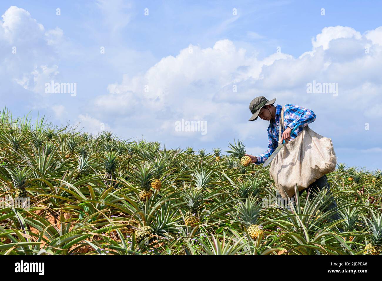 Gardeners farmer picking harvest fresh pineapples in the organic plantation farm Stock Photo