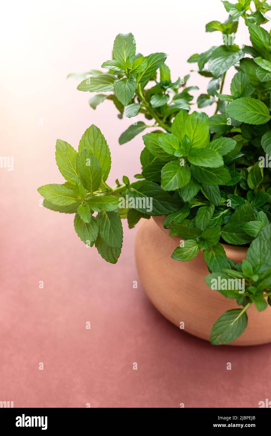 Spearmint Plant in a Terracotta Pot Indoors Stock Photo