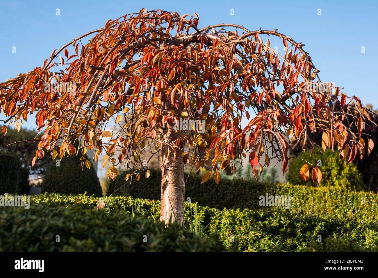 Weeping cherry tree Stock Photo