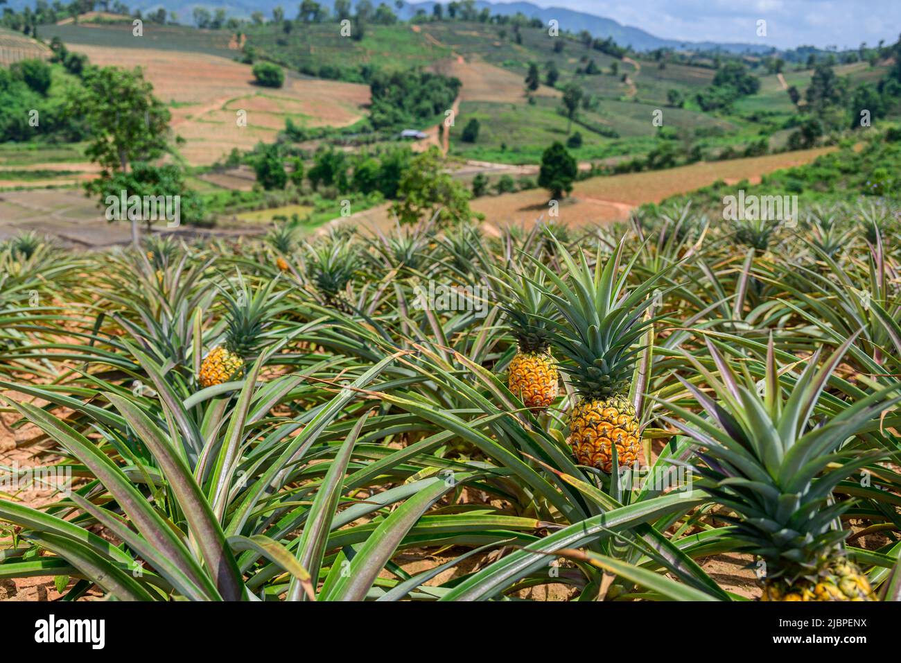 Fresh pineapples in the organic plantation pineapples farmland Stock Photo