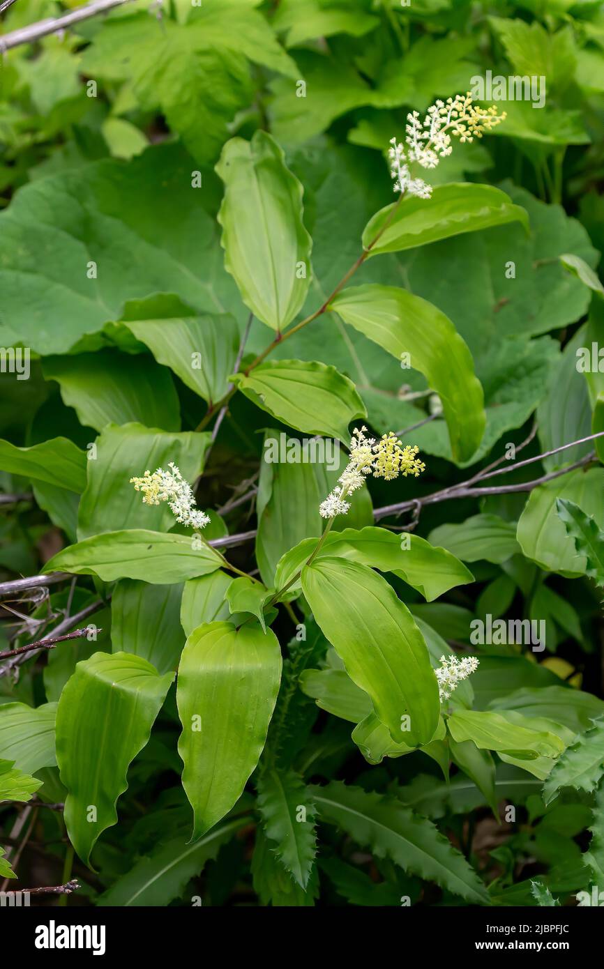 The false Solomon's seal (Maianthemum racemosum) known as treacleberry,fake lily of the valley, fake Solomon's seal, Solomon's plume or fake point, Stock Photo