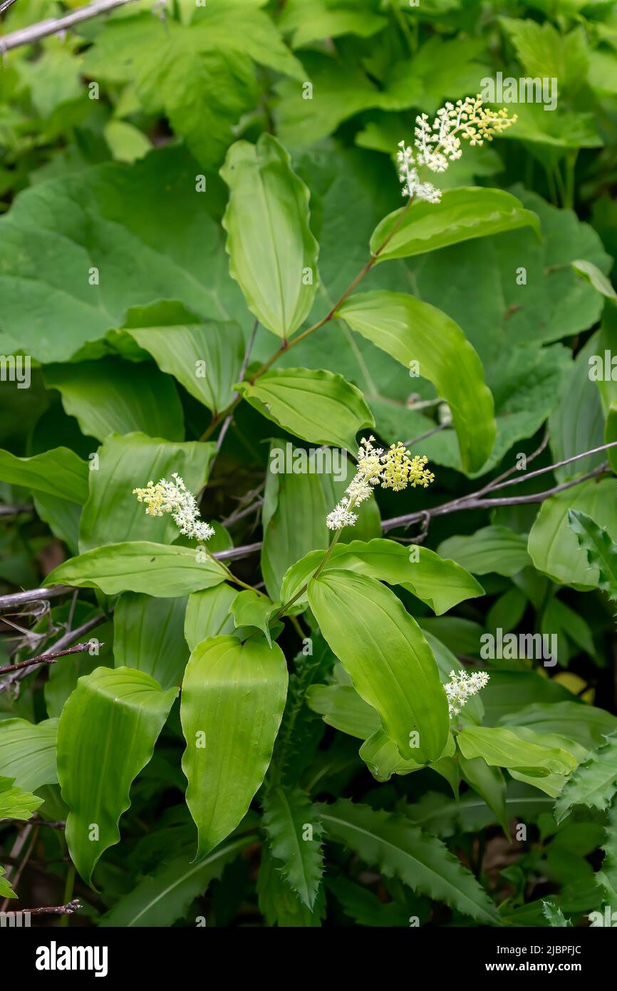 The false Solomon's seal (Maianthemum racemosum) known as treacleberry,fake lily of the valley