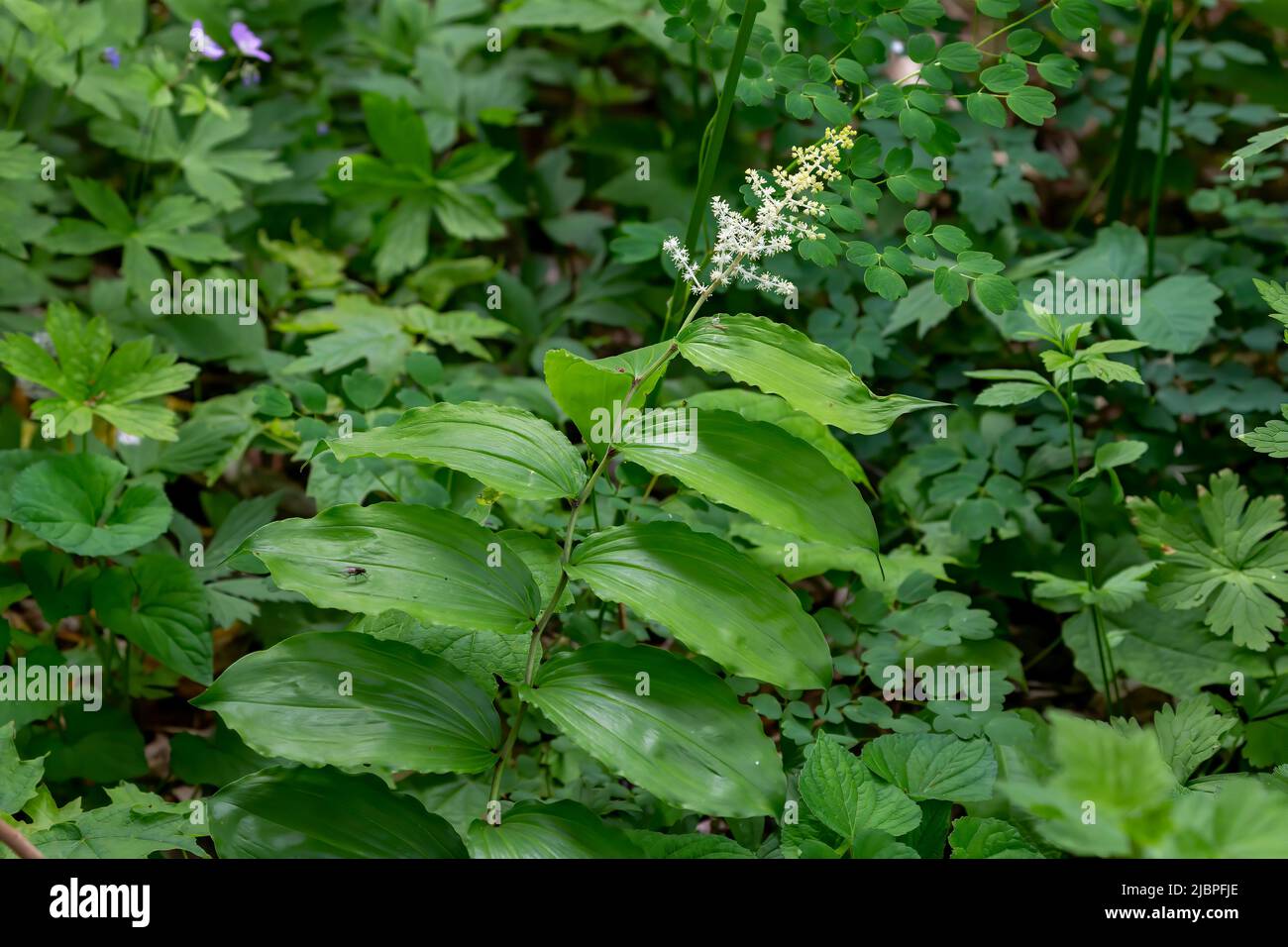 The false Solomon's seal (Maianthemum racemosum) known as treacleberry,fake lily of the valley, fake Solomon's seal, Solomon's plume or fake point, Stock Photo