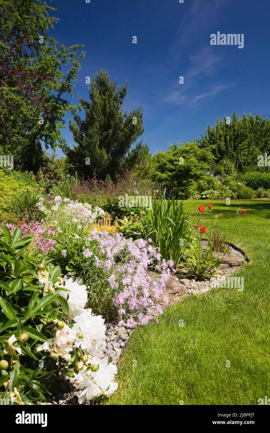 English style border with white Paeonia ‘Festiva Maxima’ - Peonies and mauve Dianthus ‘Rainbow Loveliness’ - Carnations in backyard garden in spring. Stock Photo
